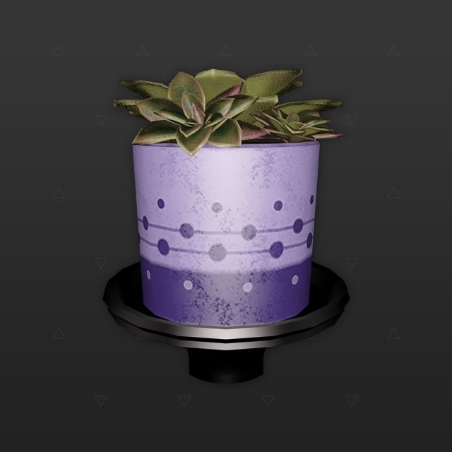 Succulent Plant